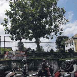 Bali outside scenery while moving from Canggu to Ubud