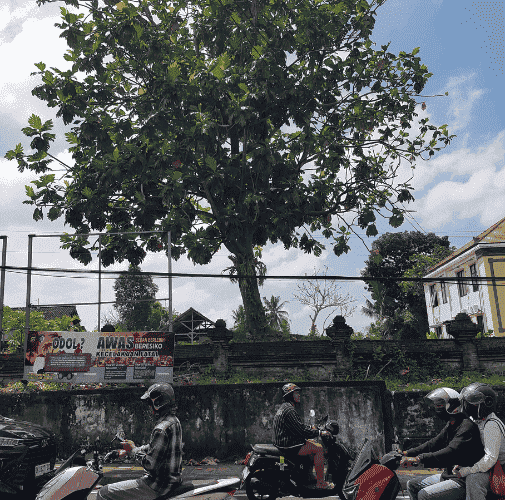 Bali outside scenery while moving from Canggu to Ubud