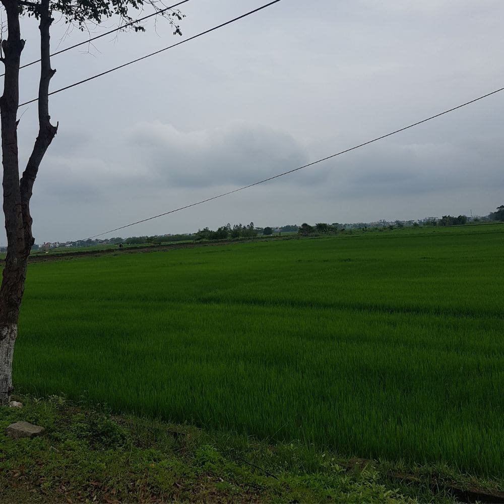 다낭 호이안 카페 추천 - MISS HOI AN 카페 외부 풍경