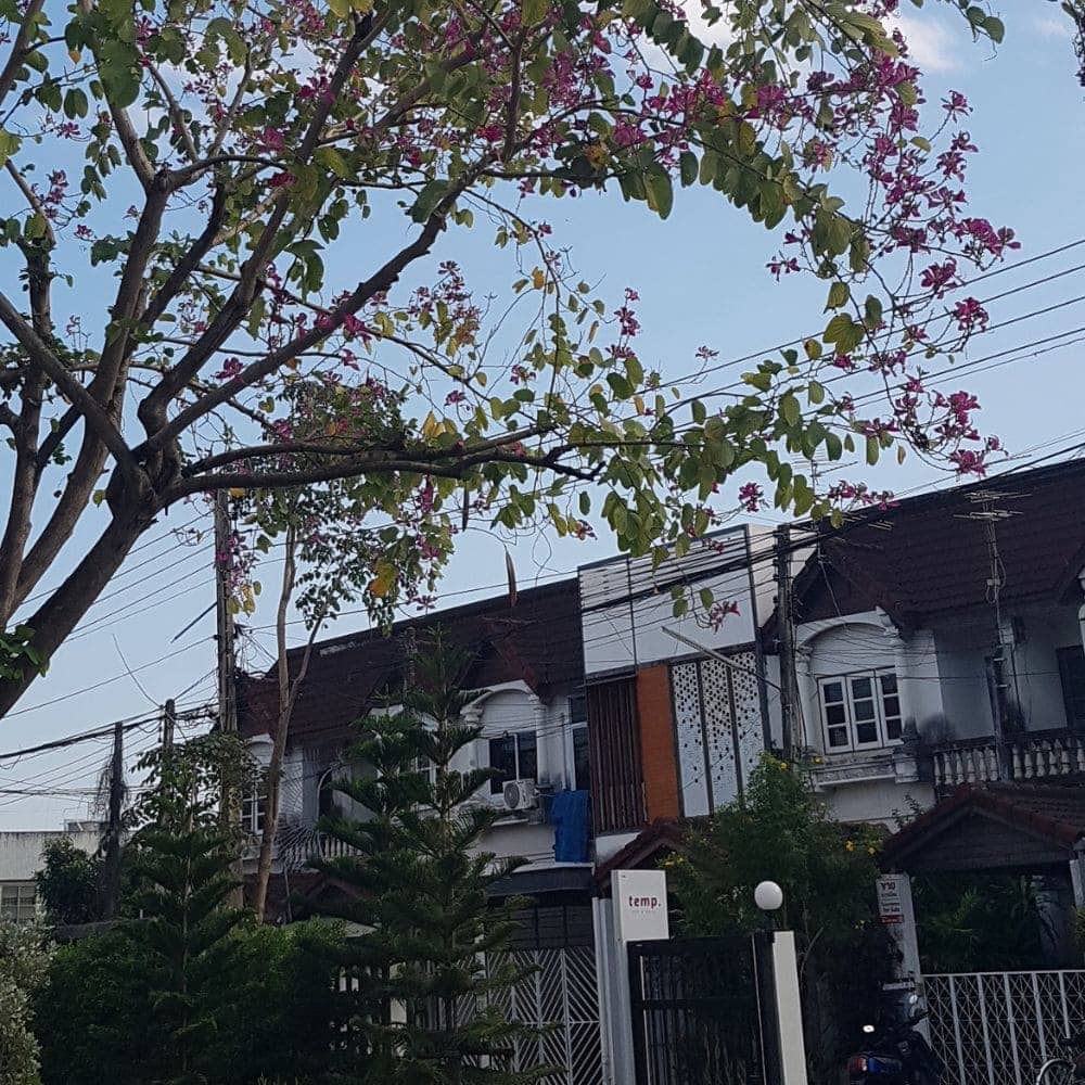치앙마이 카페 추천 - temp.cnx 입구 외부