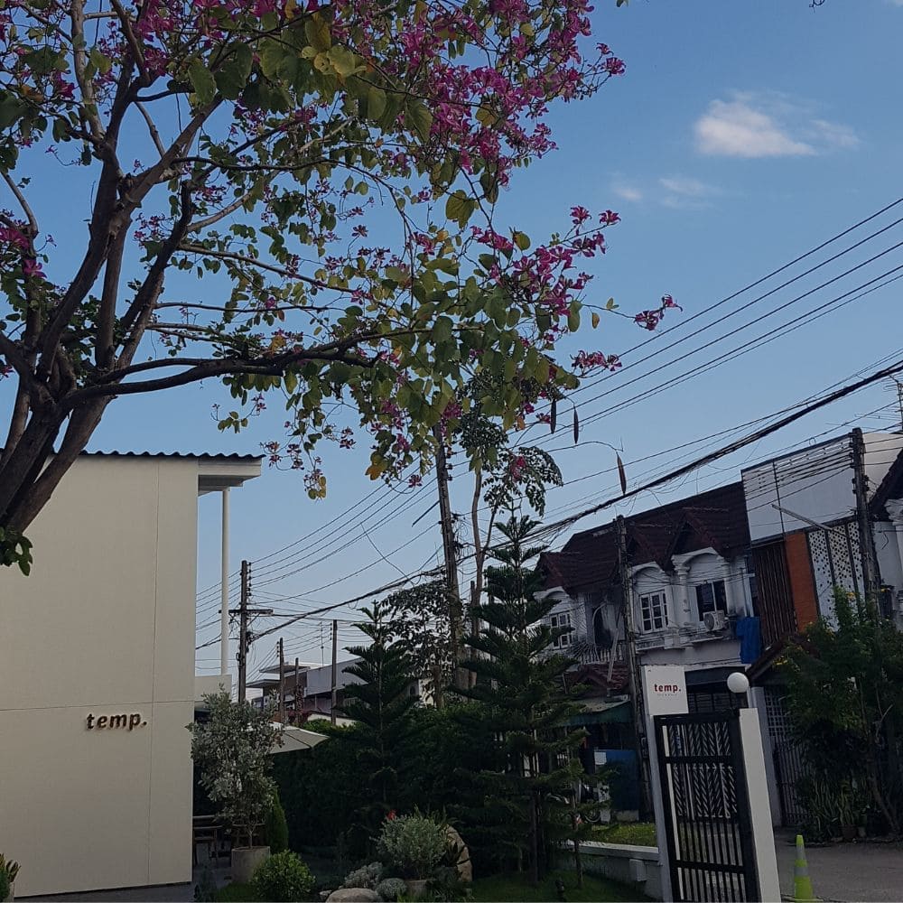 치앙마이 카페 추천 - temp.cnx 입구 외부
