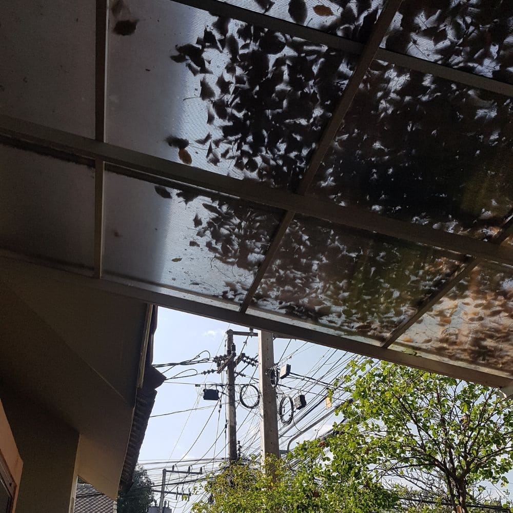 chiang-mai-best-brunch-cafes 치앙마이 브런치 맛집 추천 - KLAY cafe 외부 풍경